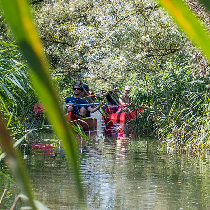 Kom in de herfstvakantie mee kanoën door de kreken in de Biesbosch (Bas Wetter)